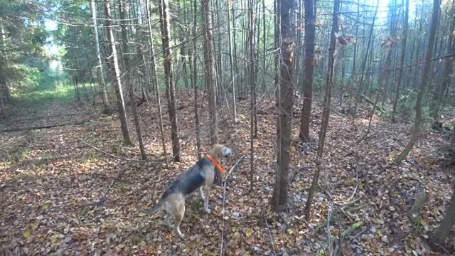 РГ Побудка (Стрелка) (2 года 5 месяцев) ВПКОС 7132/24. Охота на зайца беляка. Открытие сезона 2024