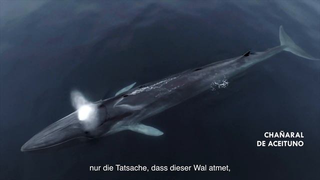 Dinge zu tun in Chile: Flora und Fauna Chile - Einladende Natur смотреть онлайн