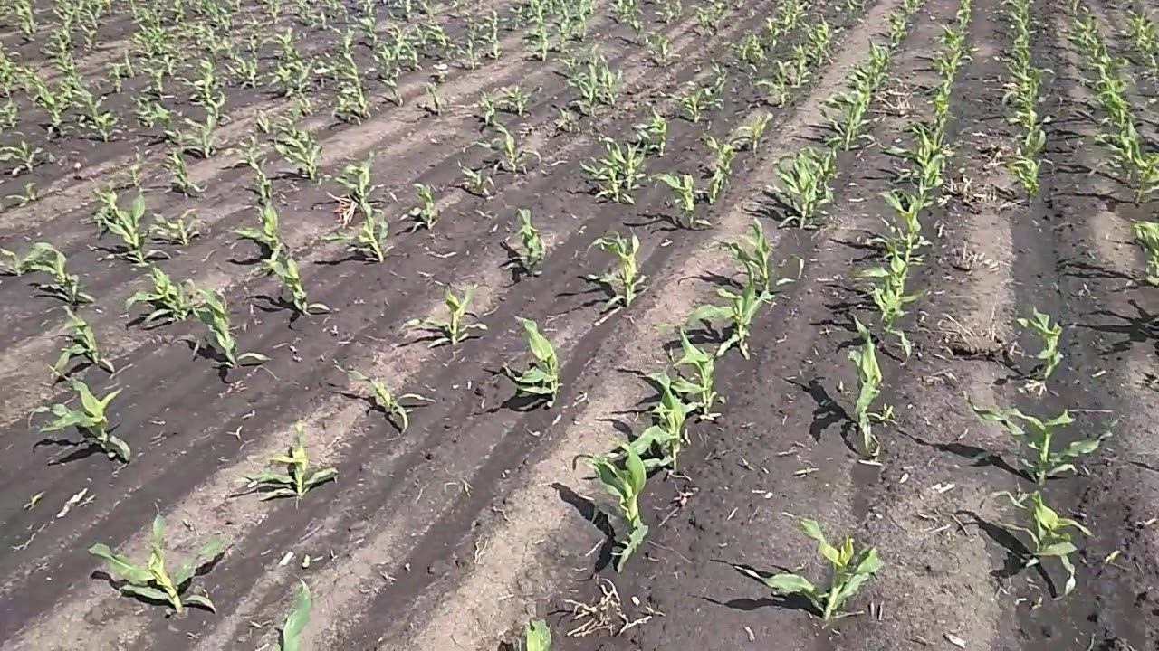 ОГЛЯД ПОСІВІВ КУКУРУДЗИ 02.06.2020 смотреть онлайн