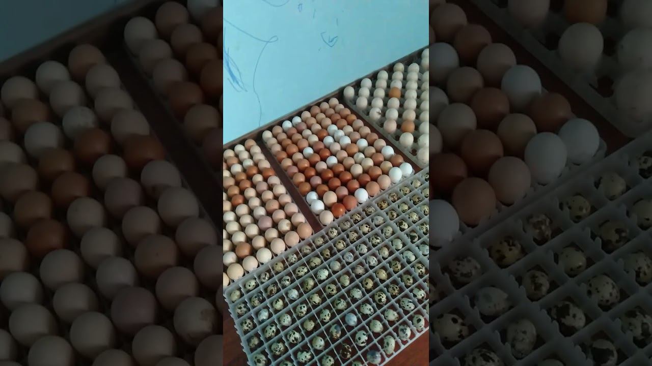 инкубатор "балапан2816" смотреть онлайн