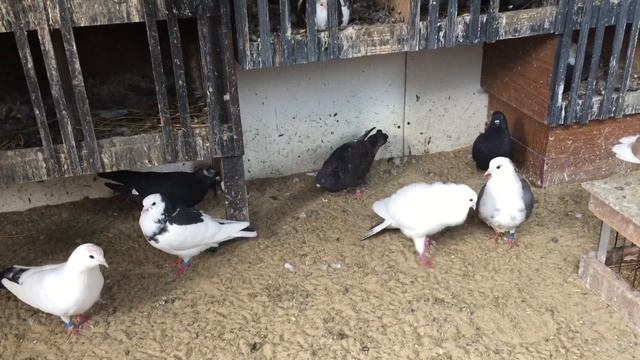 #Pigeons.Мне сегодня 56 а в небе 60🕊🕊🕊 смотреть онлайн