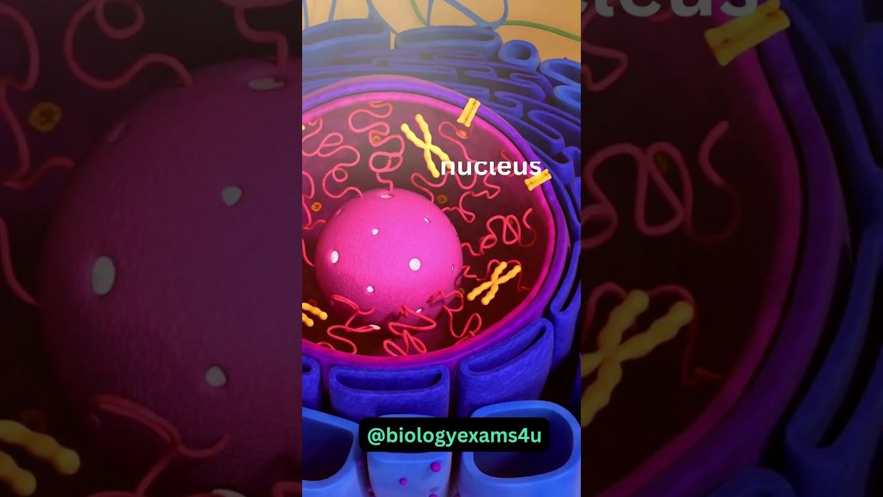 Cell 3D animation 360 Degree|| A Journey through the Cell || Cell Structure 3D animation смотреть онлайн