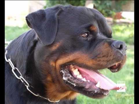 Rubrica Qua la Zampa il Rottweiller Antenna 2 TV 310511.mpg смотреть онлайн