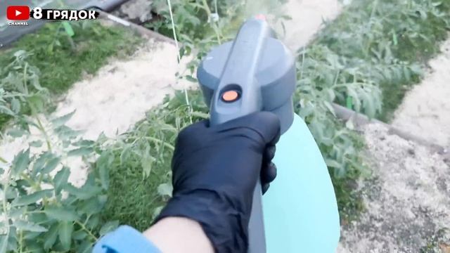 ЧЕМ ПОДКОРМИТЬ ТОМАТЫ СЕЙЧАС Подскажут Листья, ПОКАЗЫВАЮ как ...