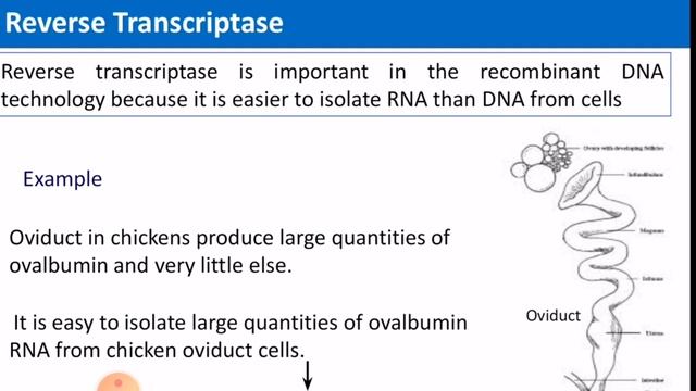 Recombinant DNA And Genetic Engineering