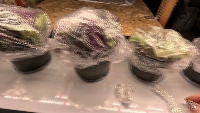 ГОТОВЛЮСЬ К НОВОМУ СЕЗОНУ.ОБЛАГОРОДИЛА ТРАДЕСКАНЦИЮ. смотреть онлайн