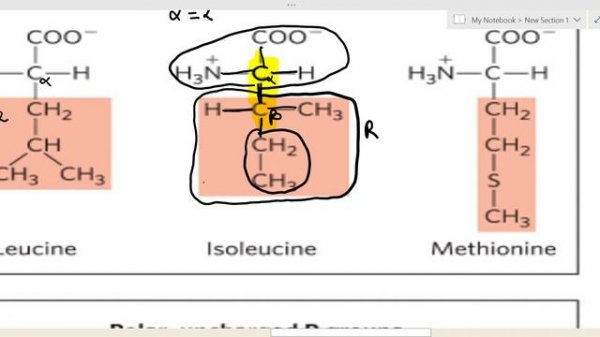 amino acid | amino acids biochemistry | amino acid lehninger