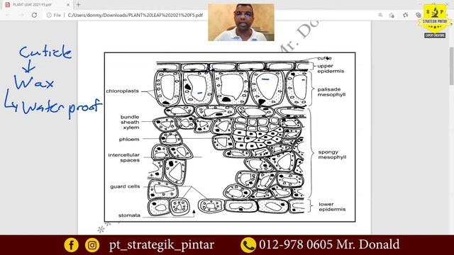 Plant Cuticle смотреть онлайн