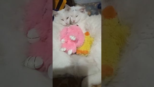 Идеальная пара смотреть онлайн