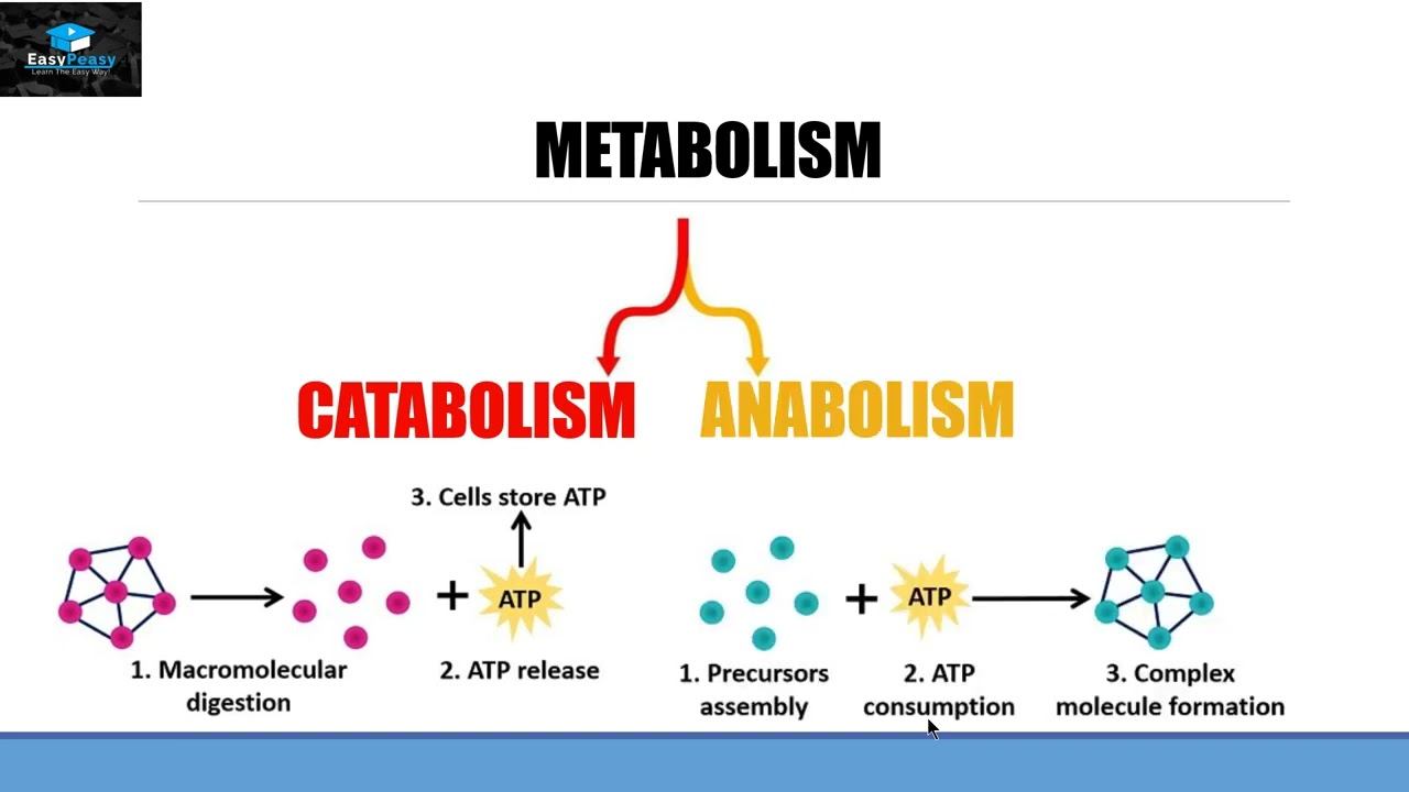 Metabolism смотреть онлайн