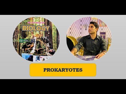 Class 11th | Prokaryotes | Lecture 3 | Shapes Of Bacteria | Cocci | Bacilli | Spirilla смотреть онлайн