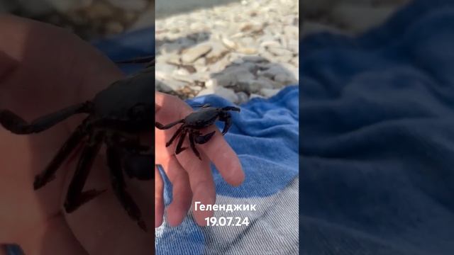 черноморский краб в Геленджике