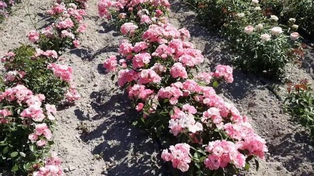 Парковая роза Анжела, Рапсодия ин Блю, Питомник Роз Полины Козловой rozarium biz смотреть онлайн