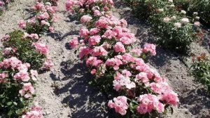 Парковая роза Анжела, Рапсодия ин Блю, Питомник Роз Полины Козловой rozarium biz