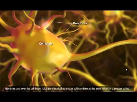 Nerve Impulse Mechanism [3D Animation] смотреть онлайн