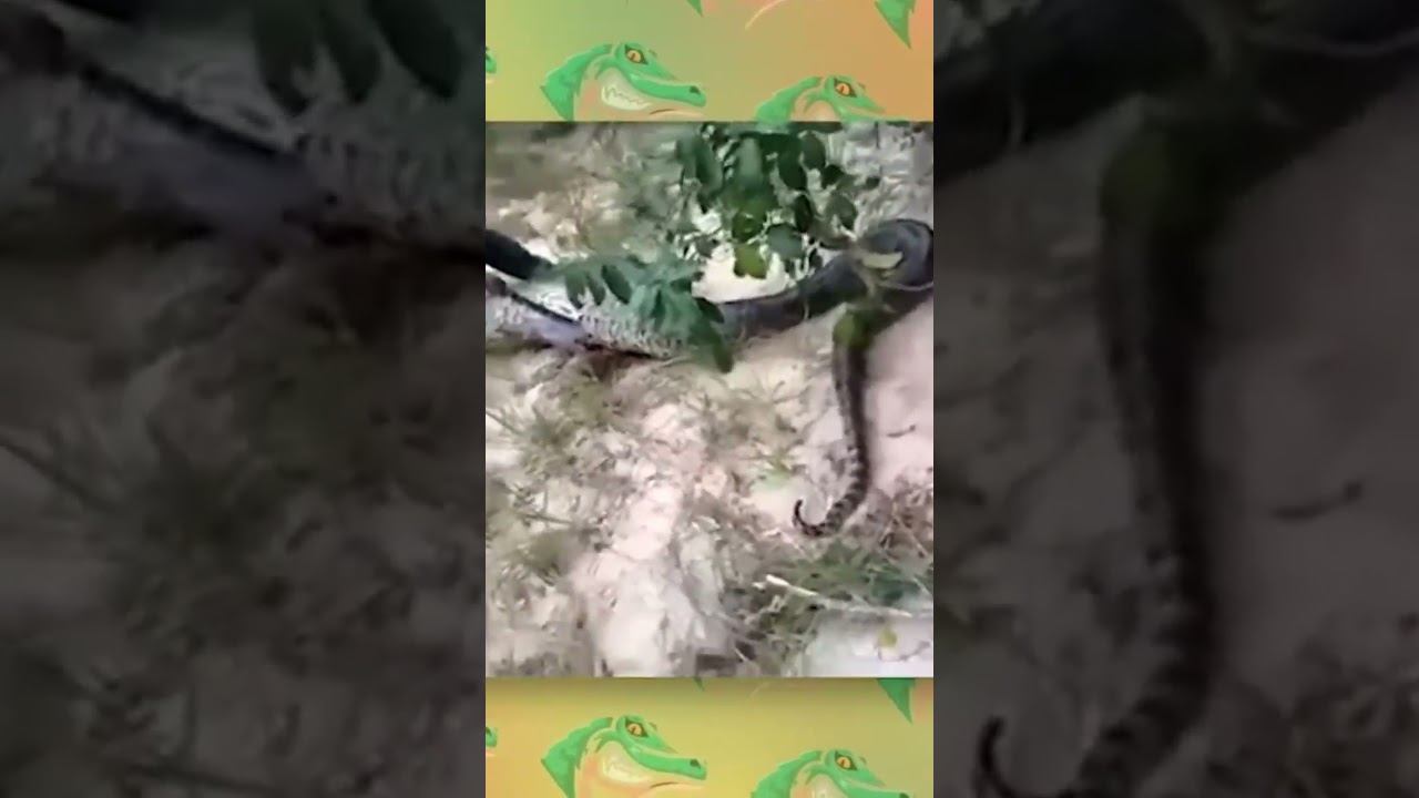 Оказывается, что у анаконды развит Каннибализм. смотреть онлайн