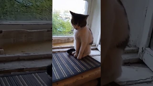 #cat #кот Чего вам в жизни больше всего не хватает. Слово из 5 букв