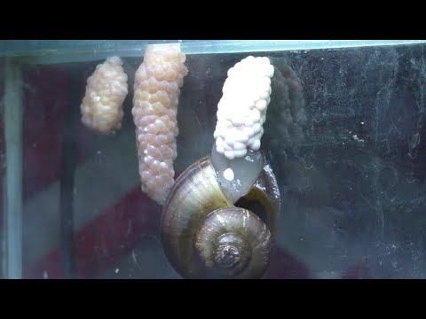 Ампуллярия кладет икру смотреть онлайн
