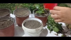 как посадить укоренённые каланхоэ по горшкам