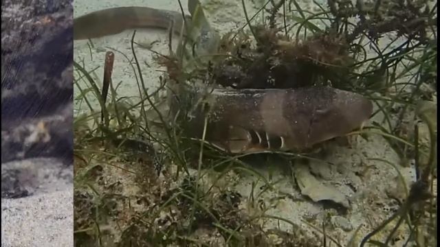 THIS SHARK CAN LIVE OUT OF WATER FOR 12 HOURS?!? BROWNBANDED BAMBOO SHARK смотреть онлайн