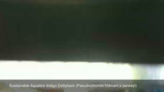 Sustainable Aquatics Orchid And Indigo Dottyback