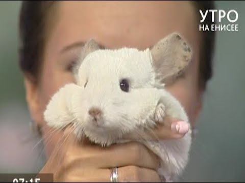 29 июля в парке «Роев ручей» состоится ночь в парке «Воображариум» смотреть онлайн