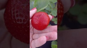 Клубника Сенсация. Описание сорта. 22.06.2024. #strawberry #дача #garden #клубника #сад #огород
