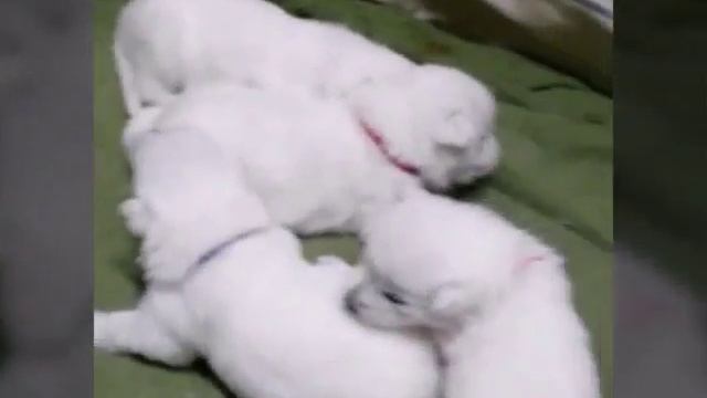 План "Б" из Легенды Якутии смотреть онлайн