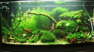 Аквариумный мох.