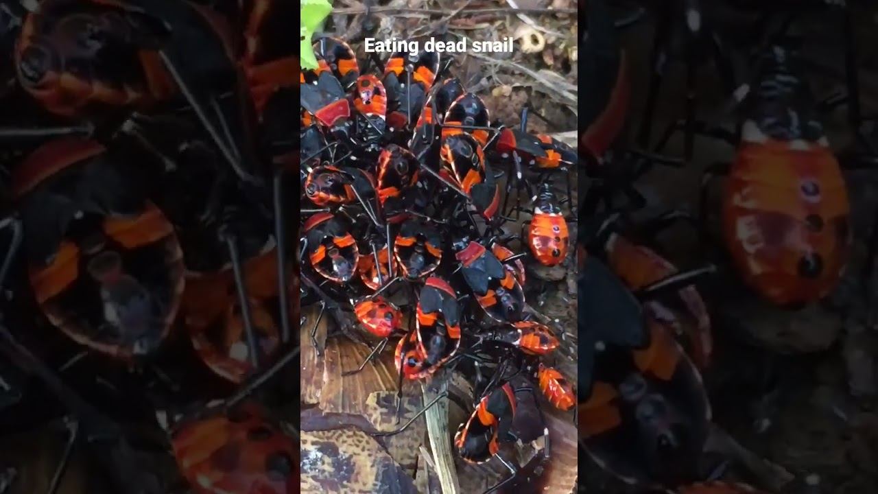 Eating dead snail #nature #conservation #insects #garden #biodiversity #plants #travel смотреть онлайн