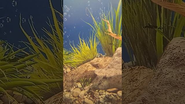 Барбусы Тернеции мечики Гурами гуппи и Данио взял на вырос для разведения