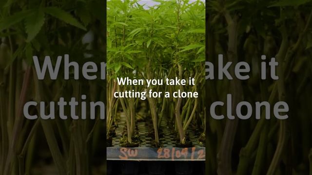 🌱Roots Are The Heart Of A Plant #Farming