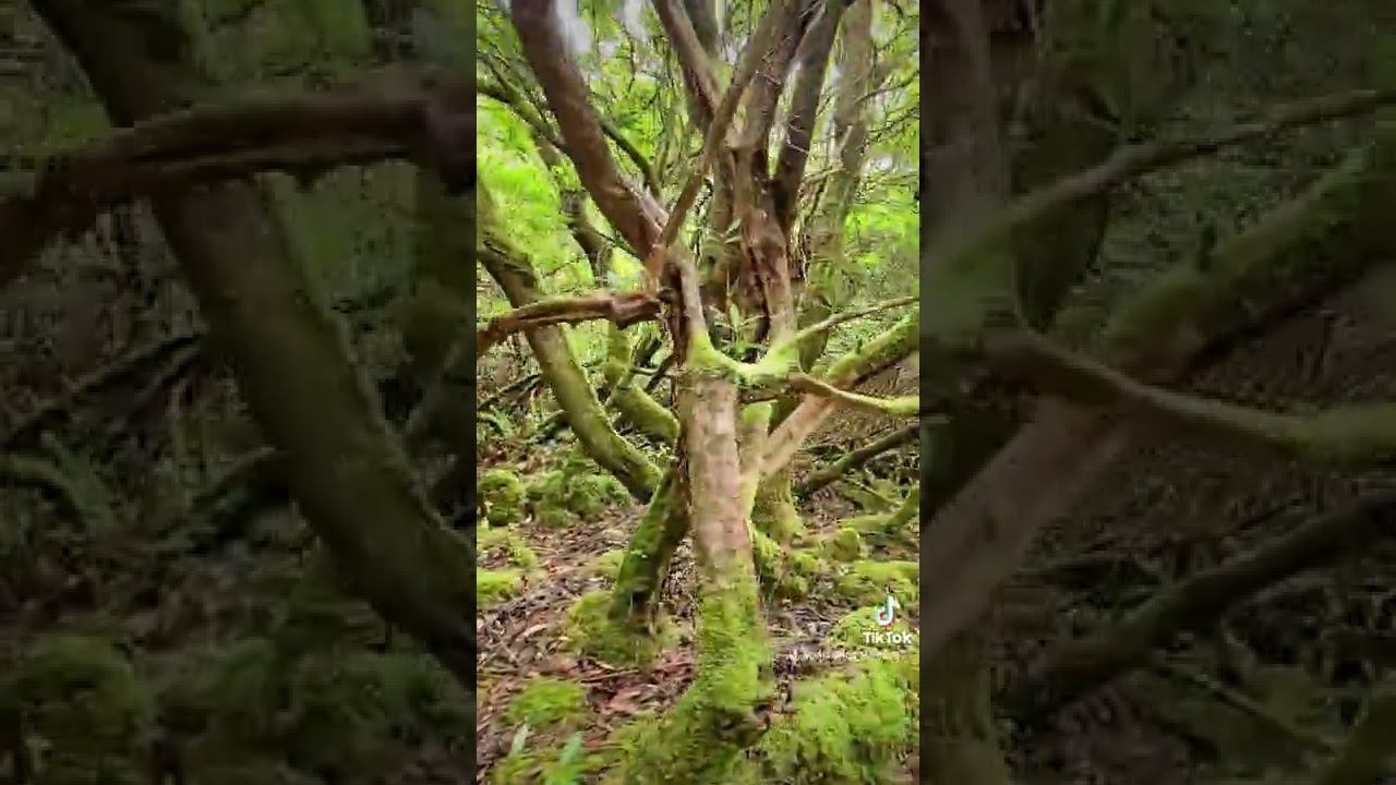 Удивительная Ирландия. Лес эльфов. Amazing Ireland. Forest of elves. смотреть онлайн