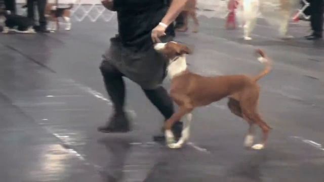 Hound Group - Caledon Kennel Association смотреть онлайн