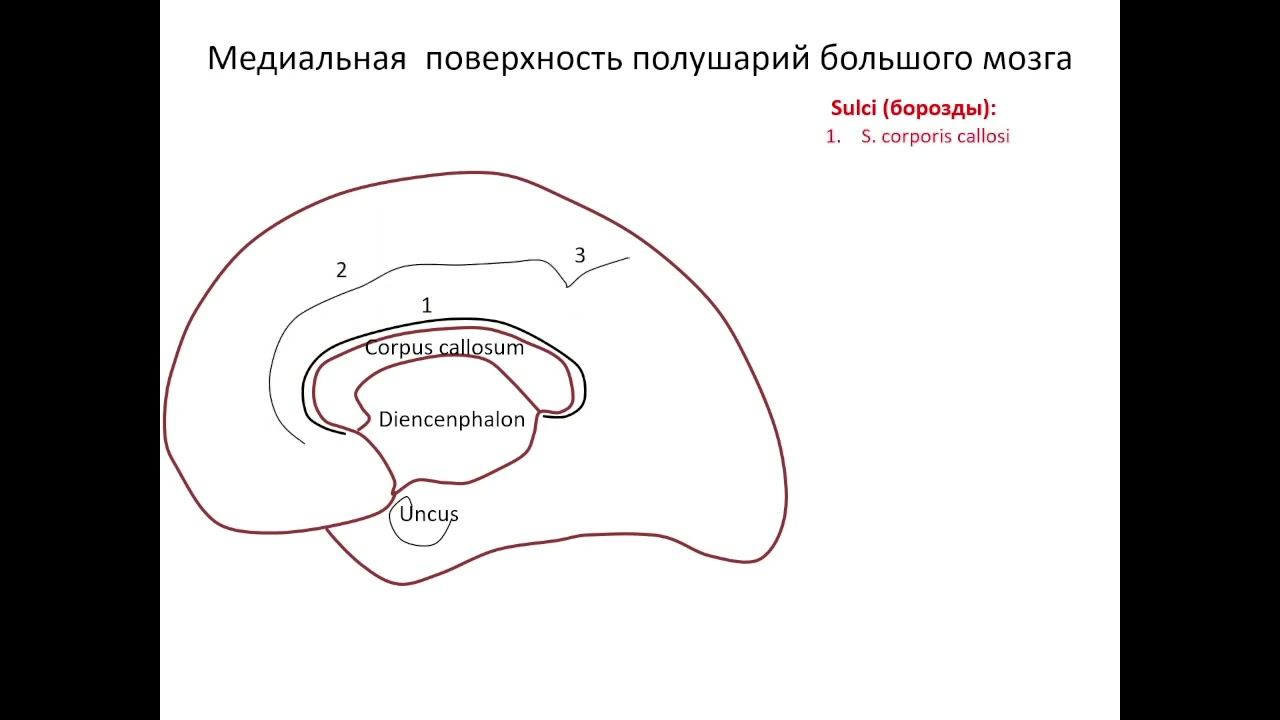 Медиальная поверхность правого полушария. Запись 2023 05 22 13 04 52 смотреть онлайн