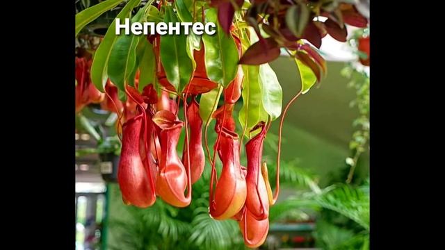 20 САМЫХ НЕОБЫЧНЫХ ЦВЕТОВ 🌺🌺 смотреть онлайн