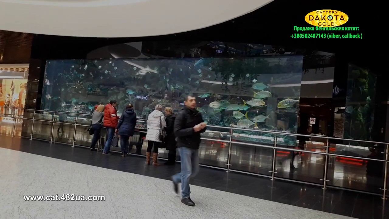 Океанариум в Киеве смотреть онлайн