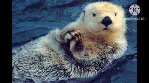 Калан Кто это?? Самые редкие животные Мира.