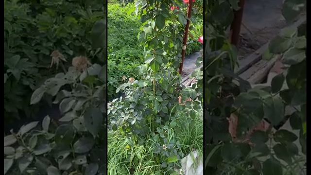 Роза Дабл Делайт - 2