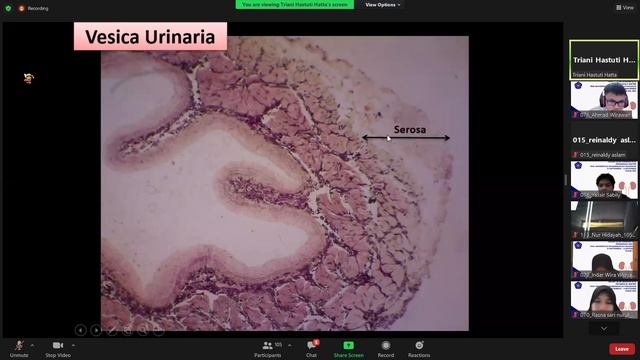 REVIEW PRAKTIKUM UROGENITALIA смотреть онлайн