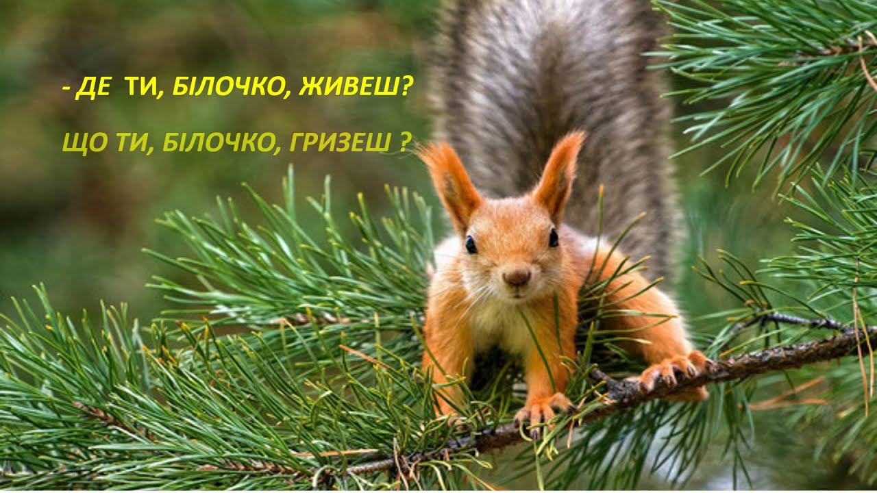 ВЧИМО ВІРШ Де ти , білочко, живеш? Г Демченко смотреть онлайн