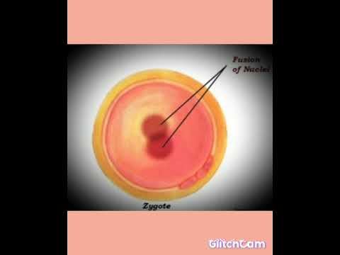 Reproduction in Animals смотреть онлайн