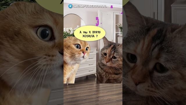 Кто отец #мыкотики #вмем #разговор #анекдот #шутки #кот #юмор #смешное #прикольно #мемы #cat смотреть онлайн