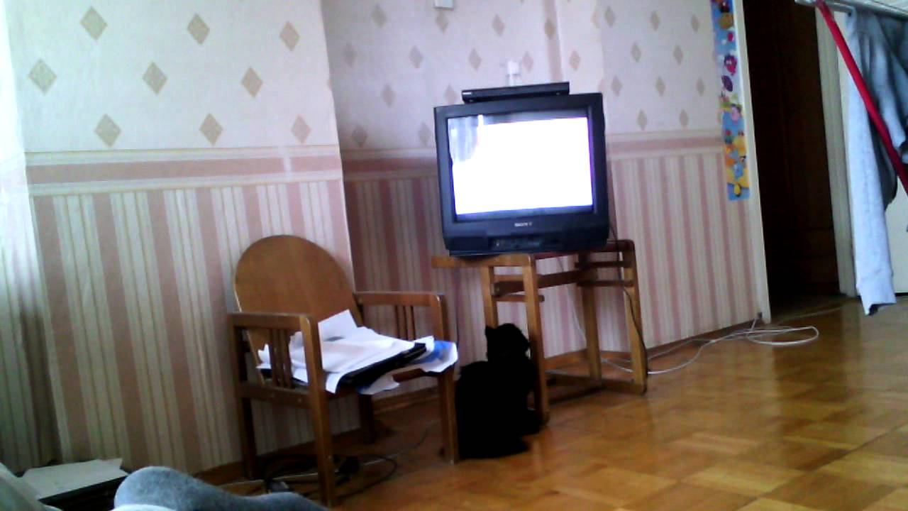 кот смотрит телевизор смотреть онлайн