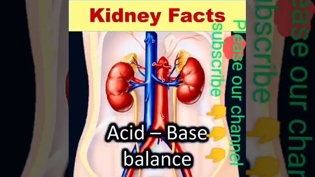 How to work kidney | How are useful kidney our body