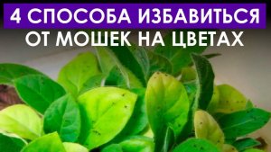 Как БЫСТРО избавиться от мошек в цветах？ НАРОДНЫЕ способы борьбы