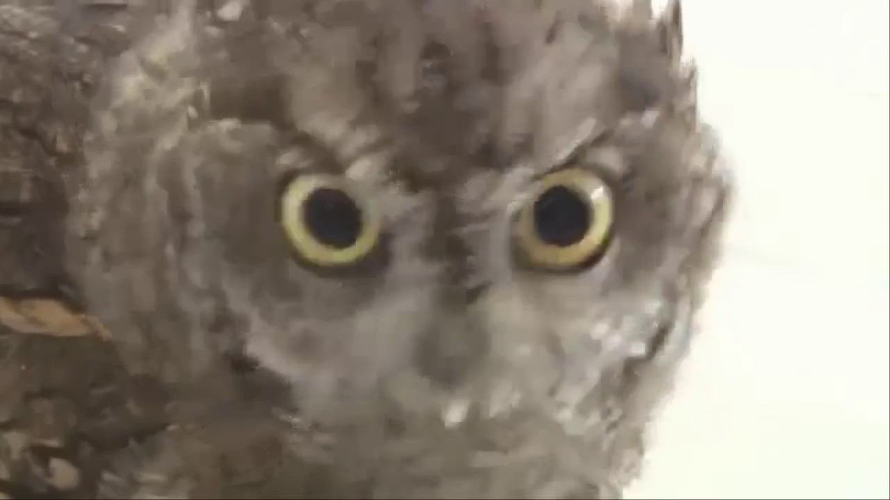 Совушки любят купаться и сушить пёрышки\Bathing and drying owls смотреть онлайн