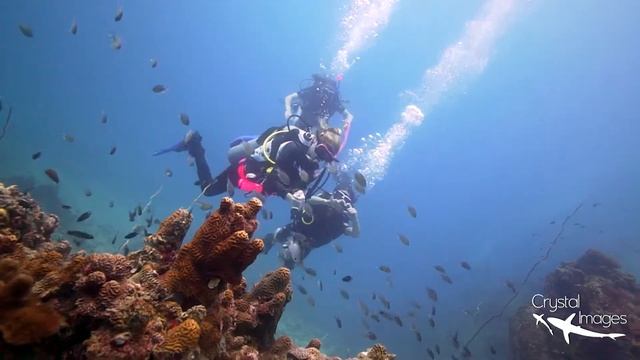 PADI Scuba Diving On Koh Tao  #scubadiving #underwater #video