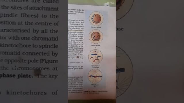 Biology ll class 11 ll Diagrammatic view of stages in mitosis смотреть онлайн
