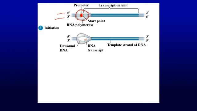 BIO 181 Chapter 17 смотреть онлайн
